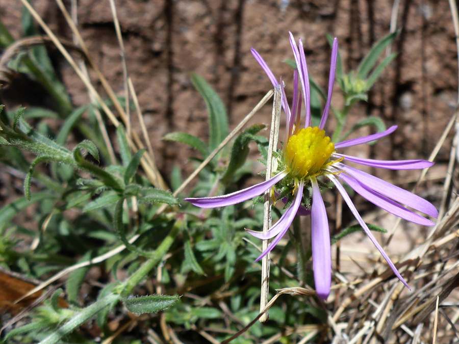 Narrow ray florets