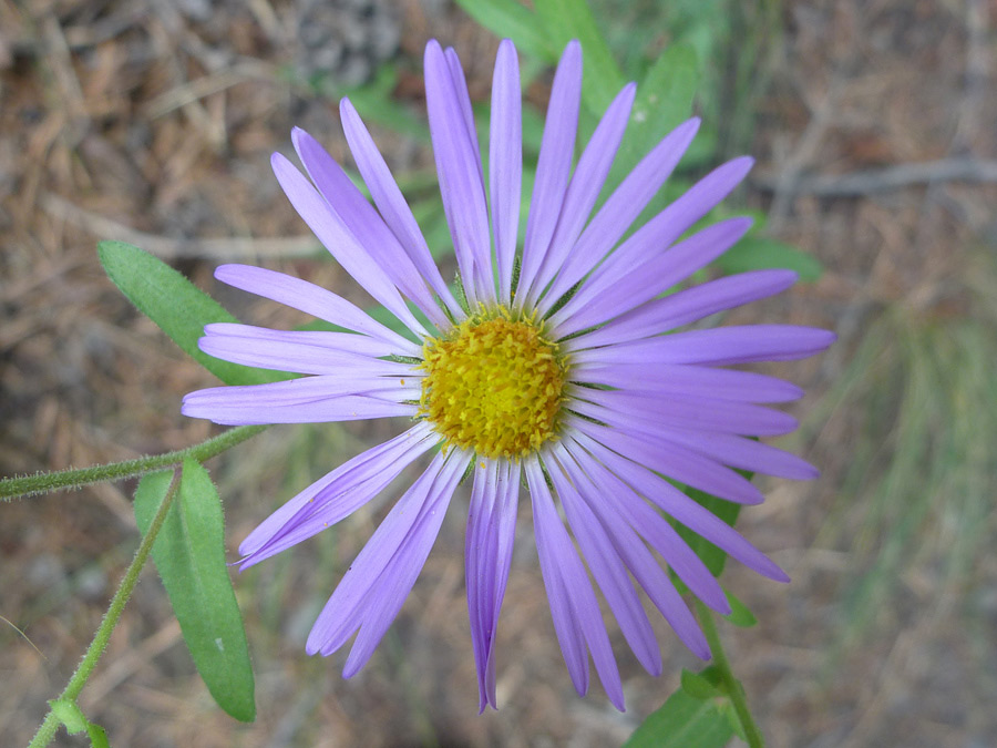 Purple flower