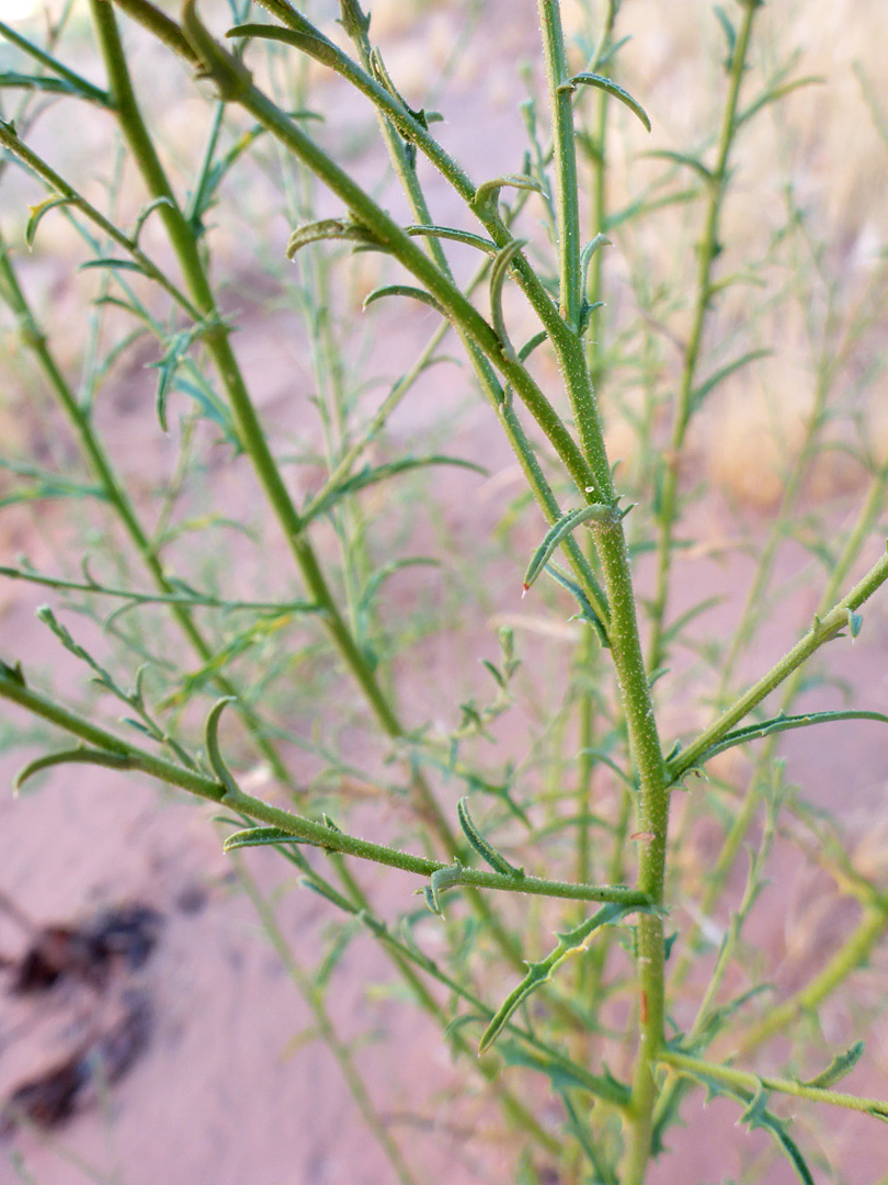 Branched stem