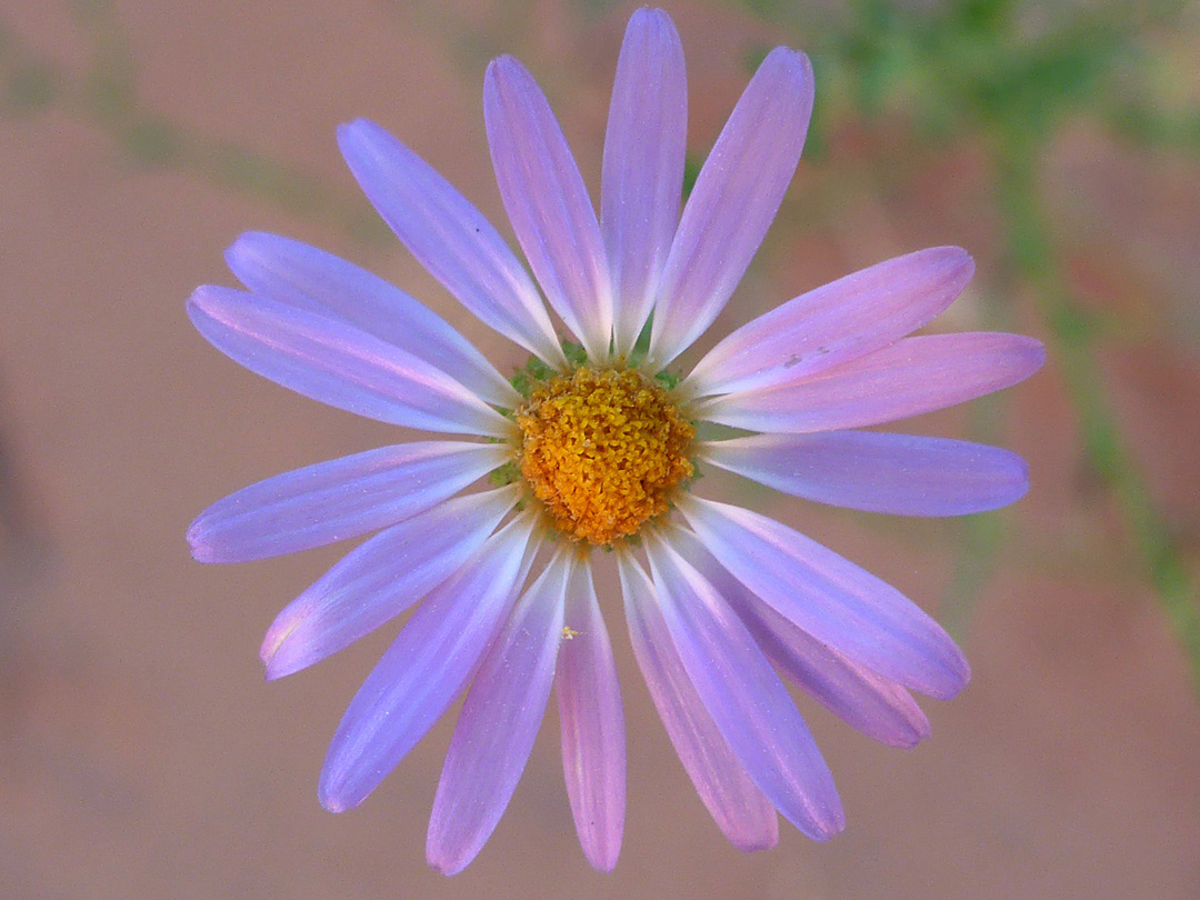 Purple ray florets and orange disc florets