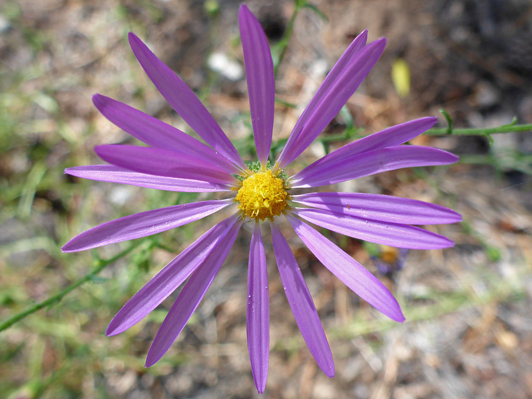 Narrow ray florets