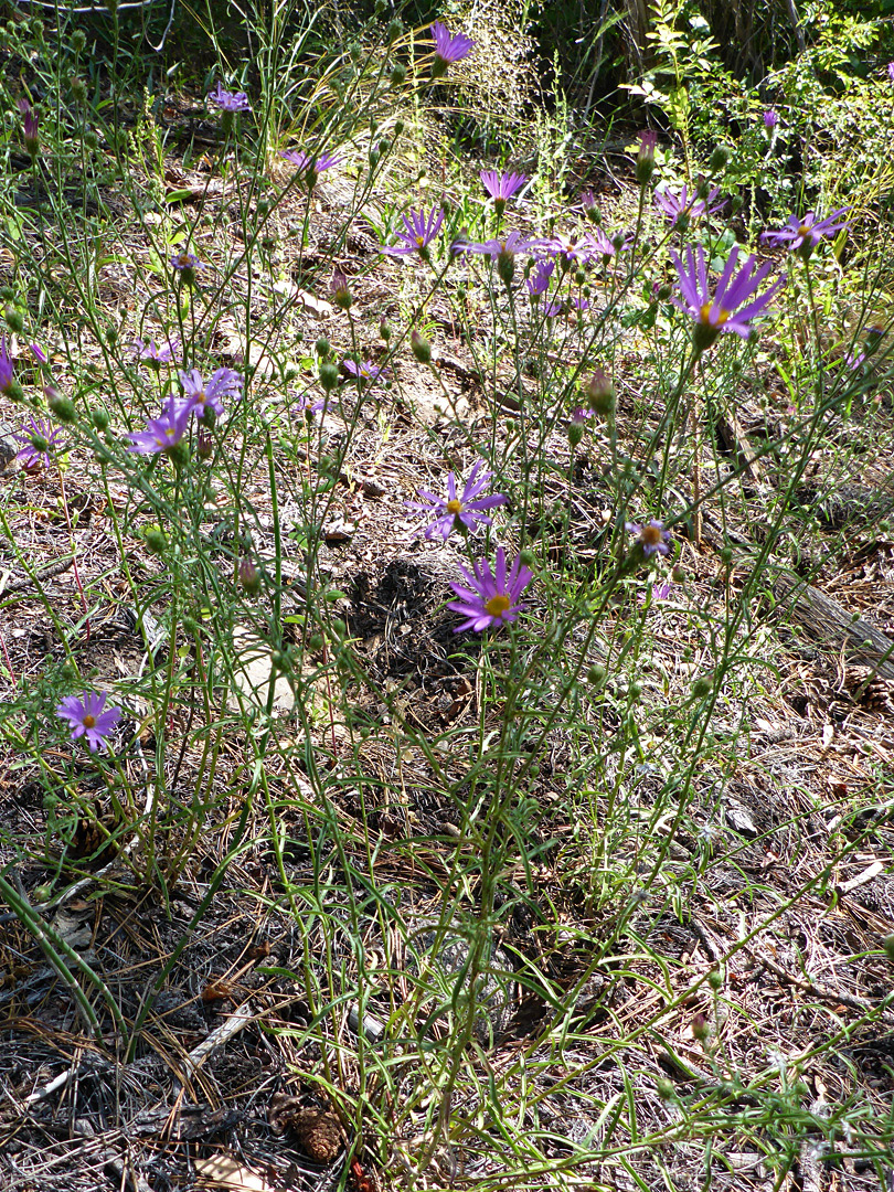 Flowering stems