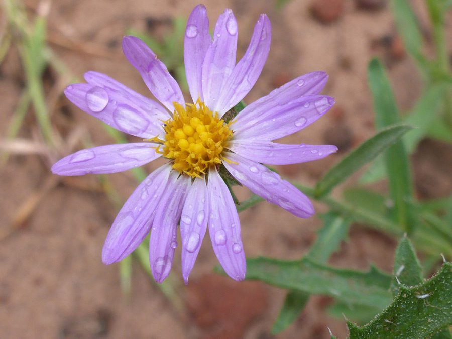 Flowerhead