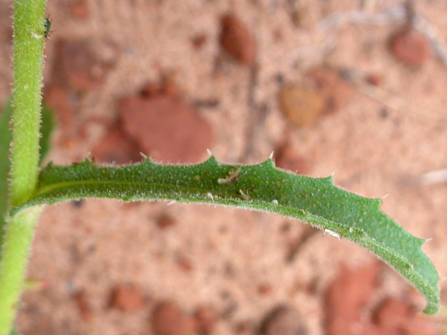 Toothed leaf