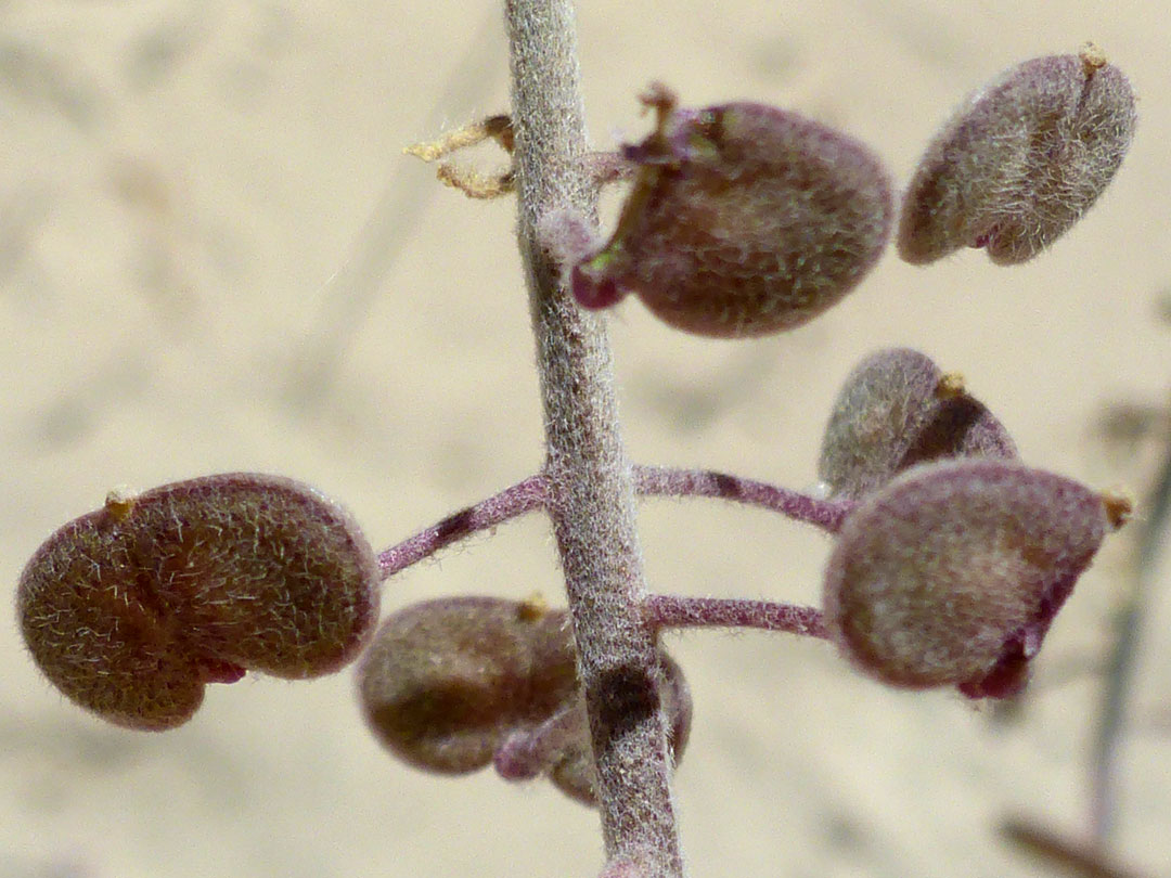 Spreading fruits