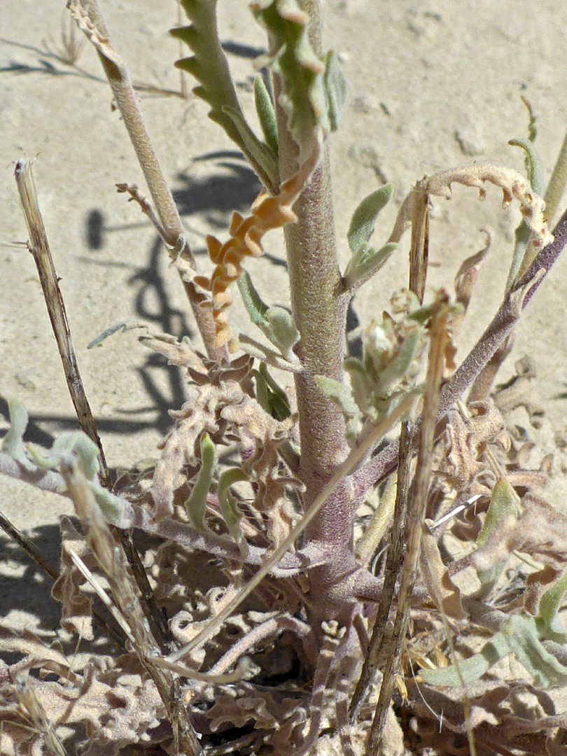 Lower stem leaves