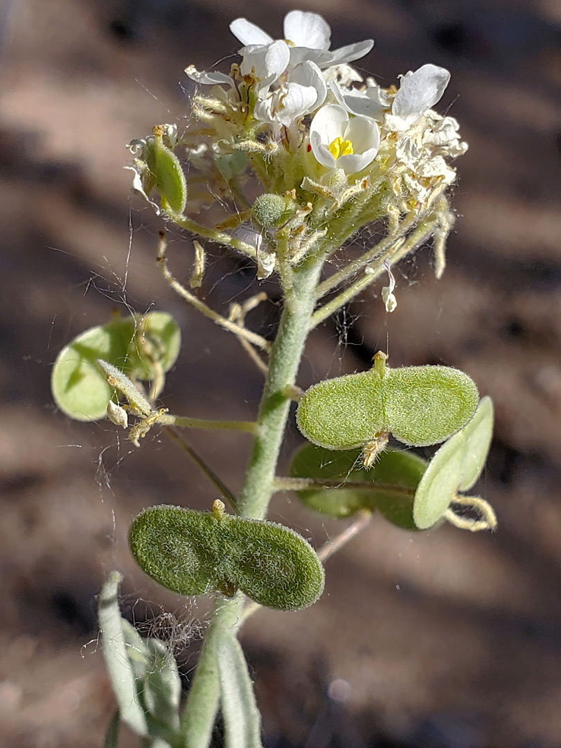 Fruits and flowers