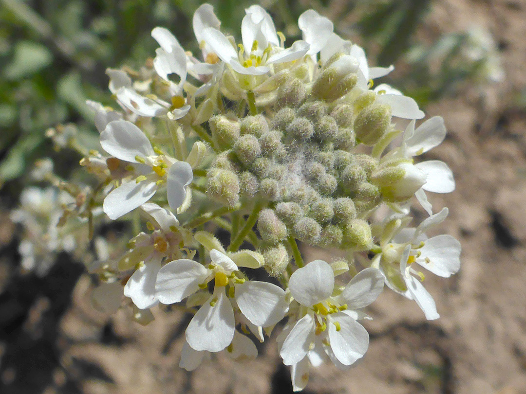 Flat-topped flower cluster
