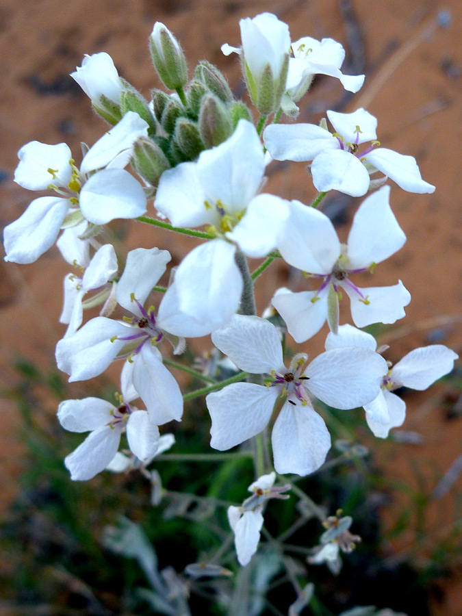 Flower cluster