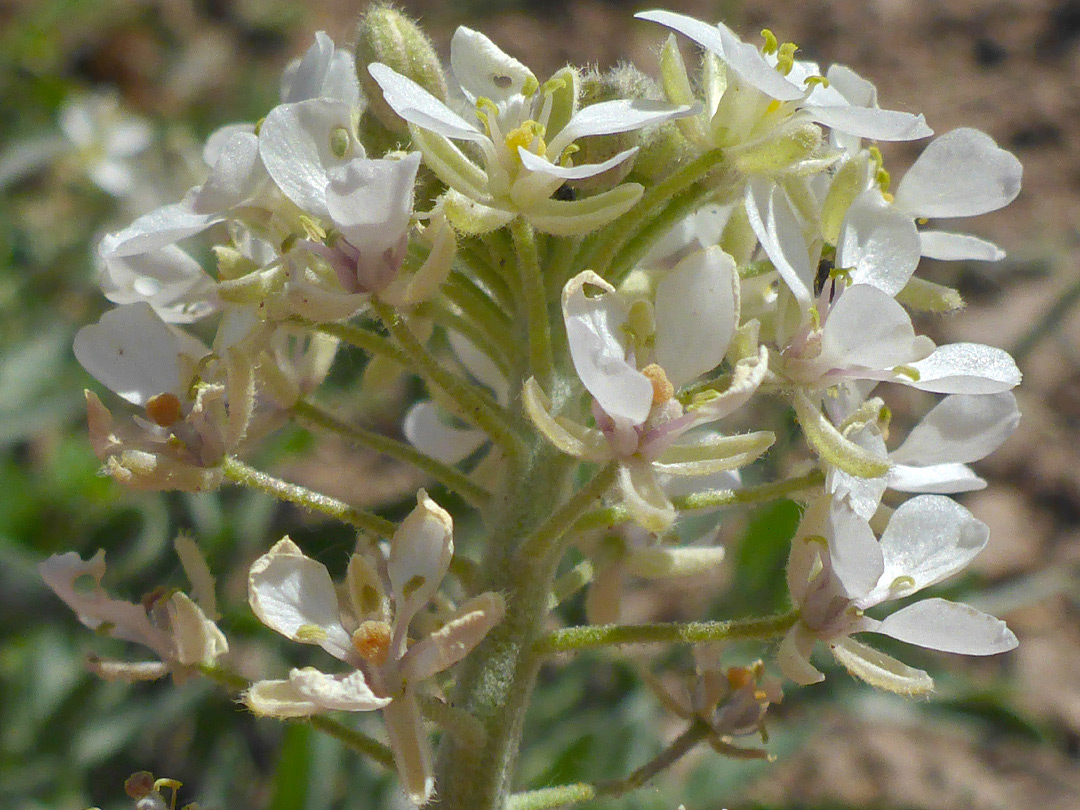 Calyces and corollas