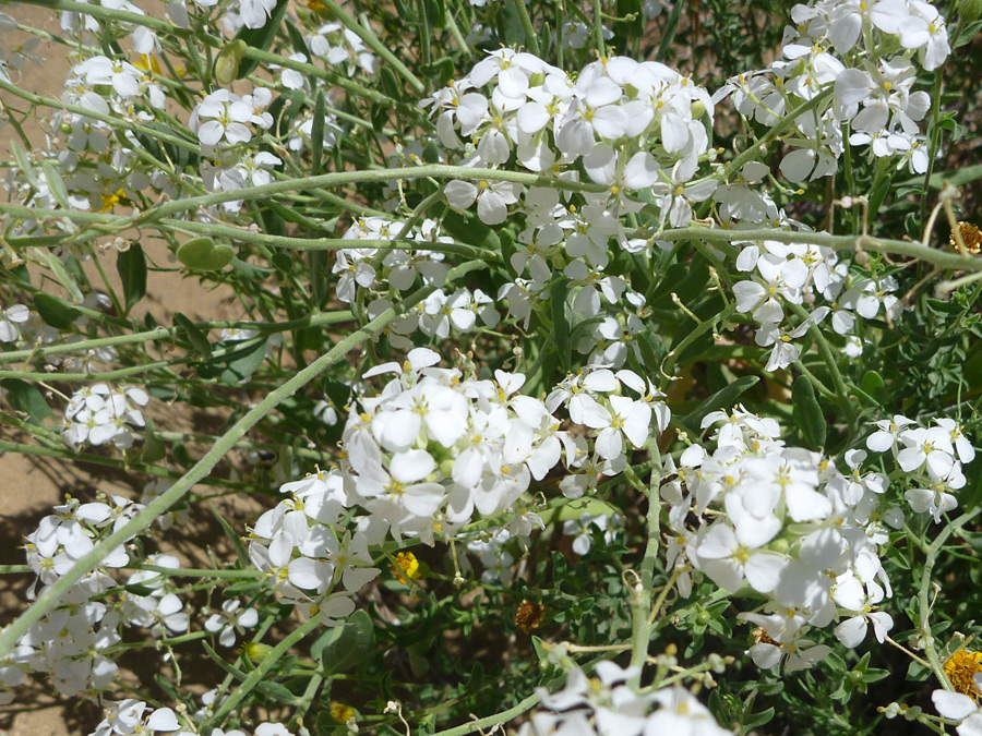 Many flowers