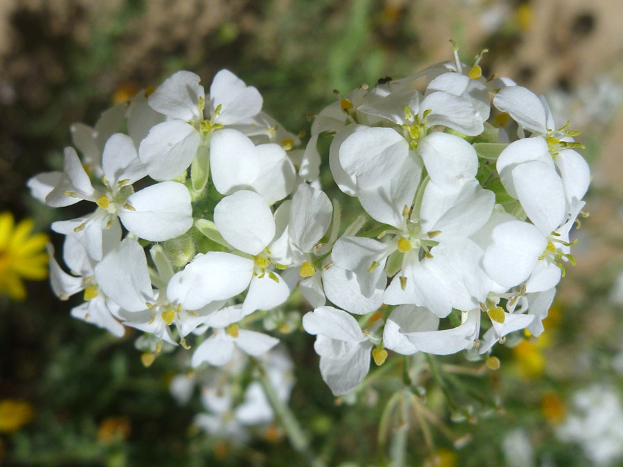 White petals