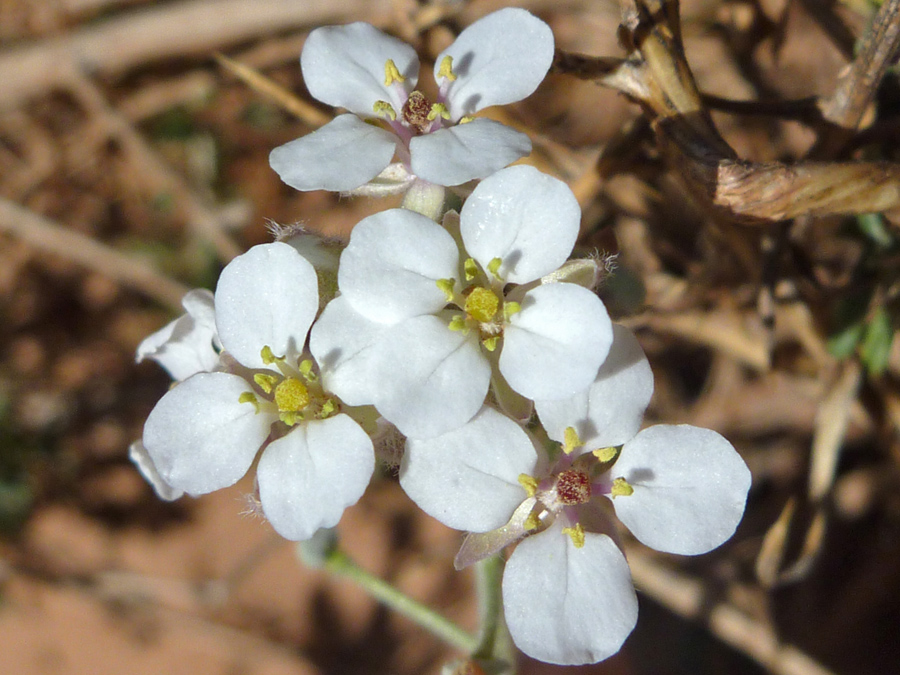 Four flowers