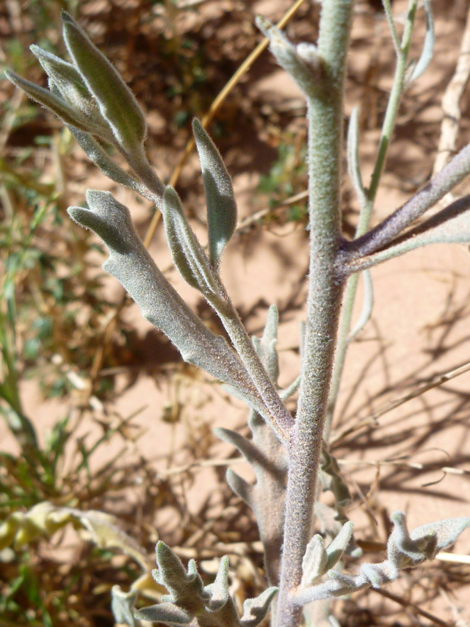 Hairy stem