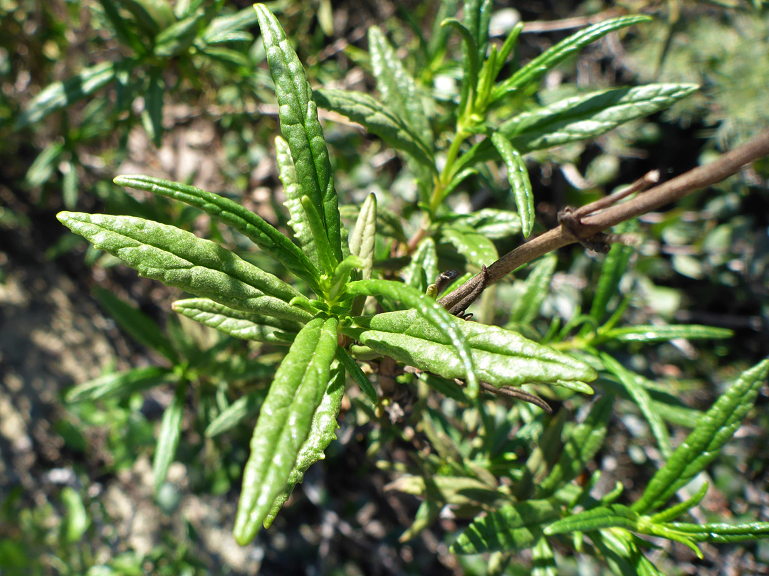 Hairless leaves