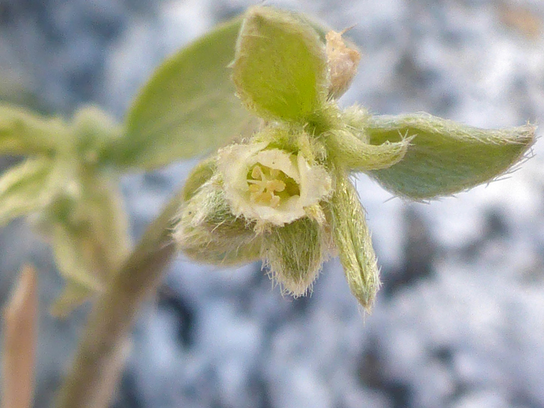 Inflorescence