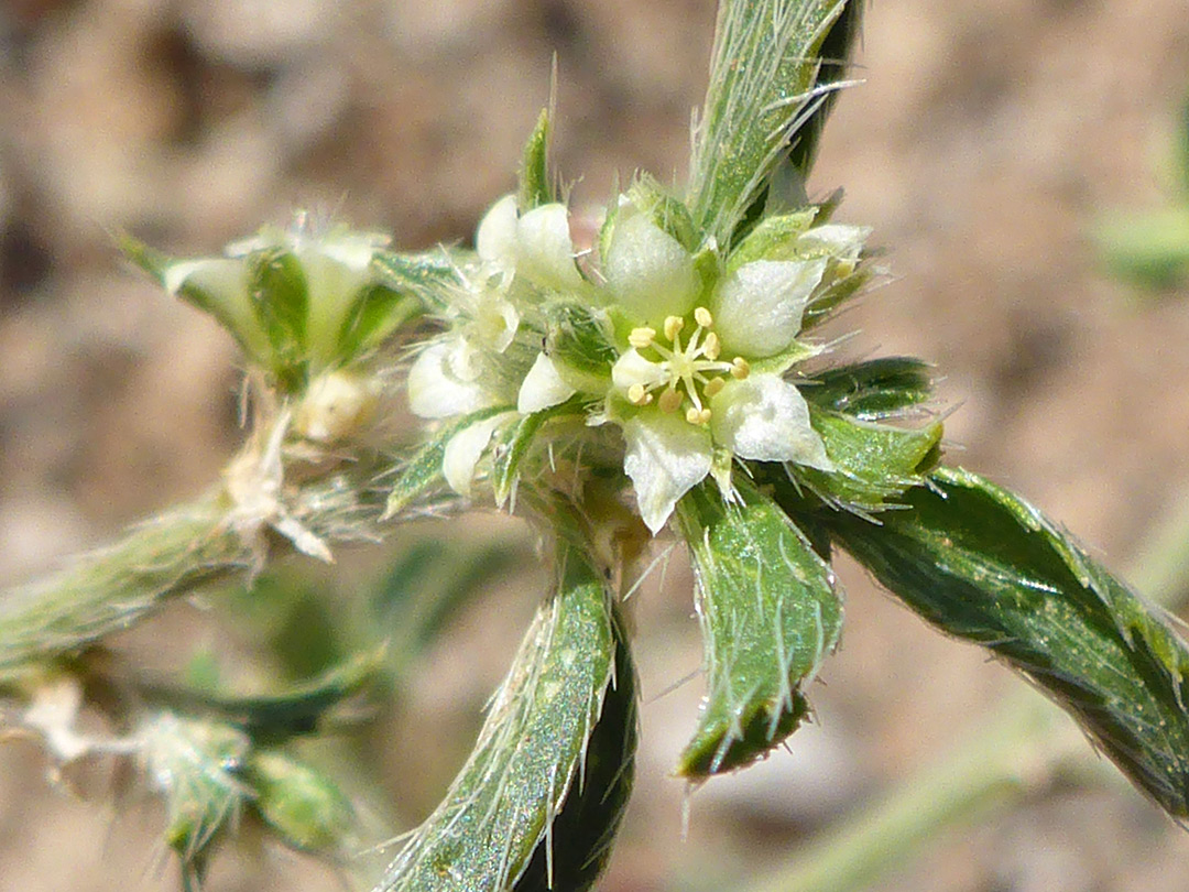 White flowers