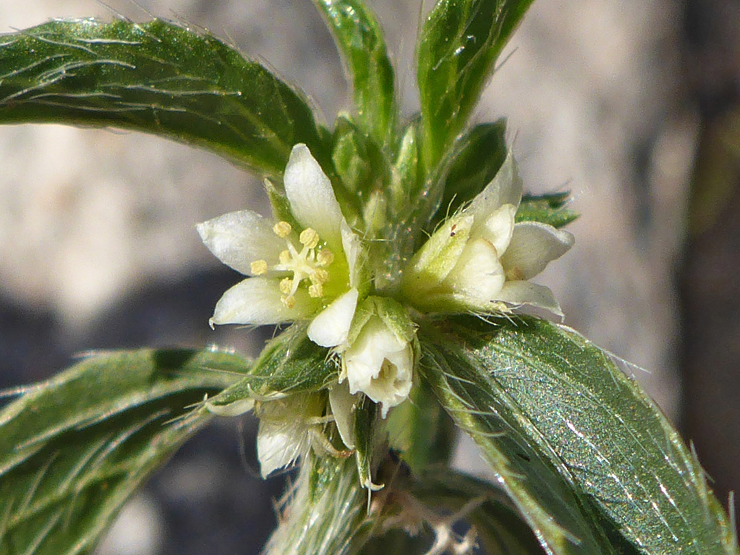 Inflorescence