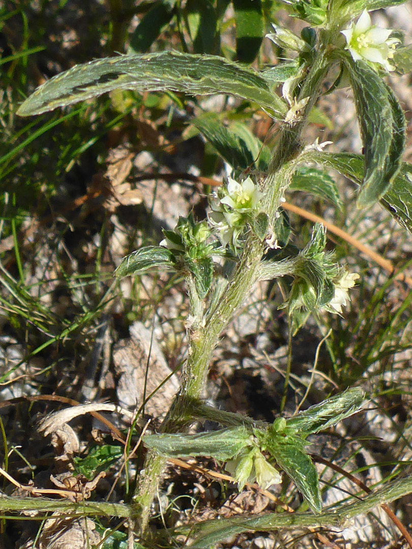 Flowering stem