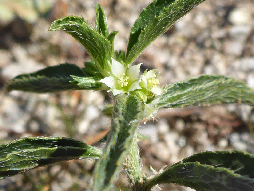 Sparsely-hairy leaves