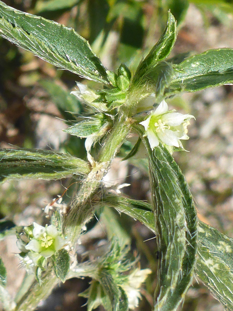 Flowers and leaves