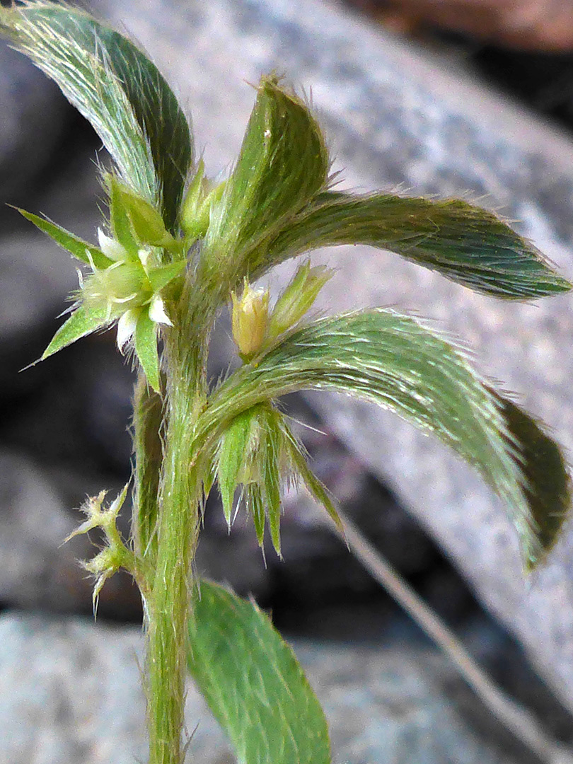 Flowers and leaves