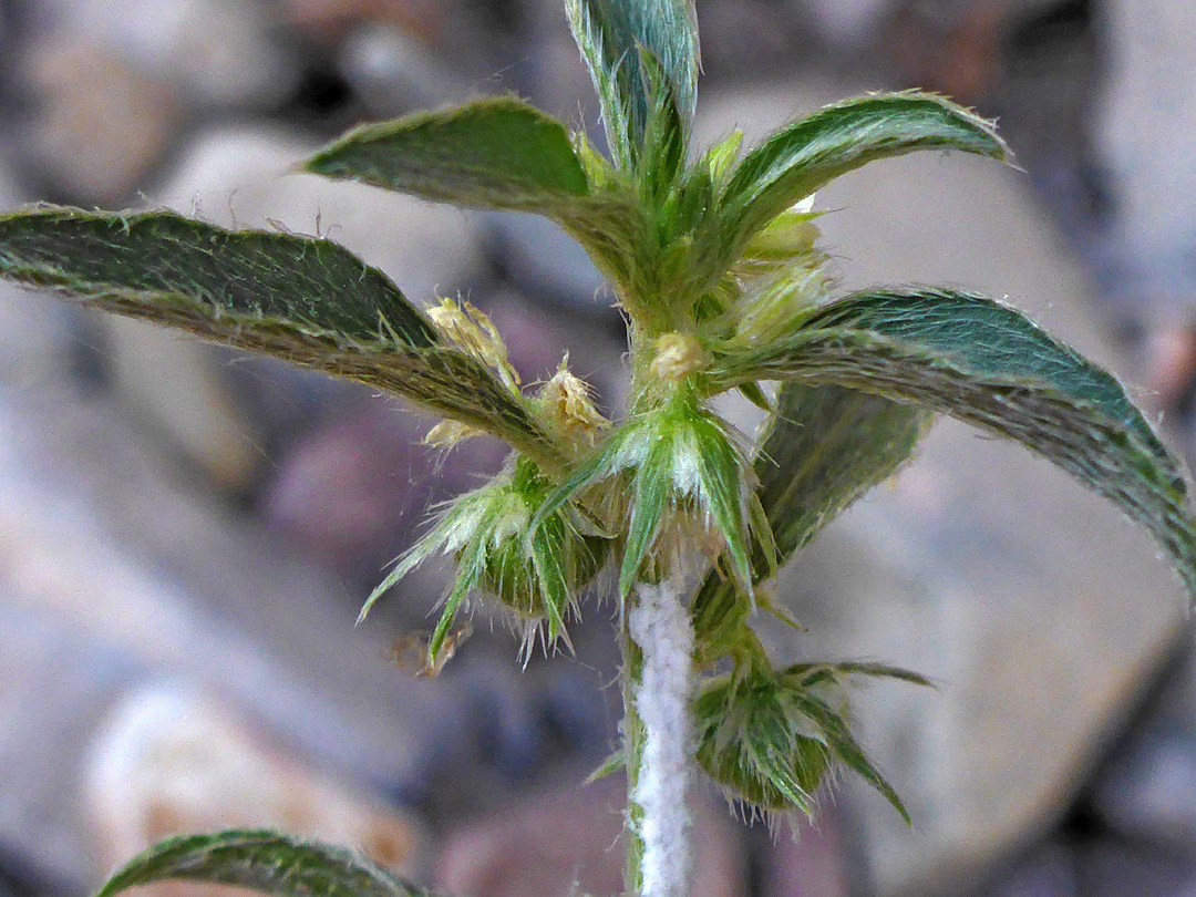 Leaves and flowers