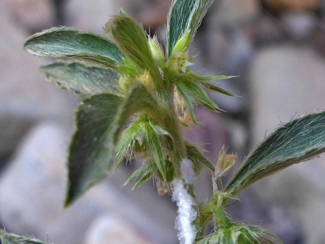 Inflorescence