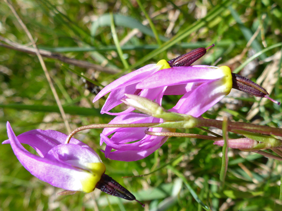 Flower cluster