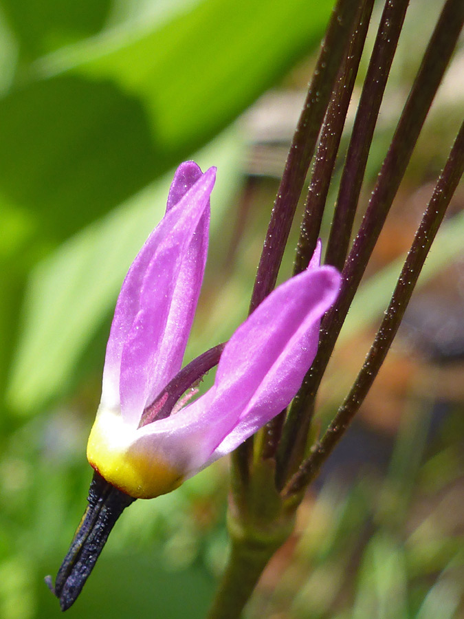 Flower and pedicels