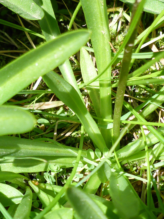 Broad, green leaves