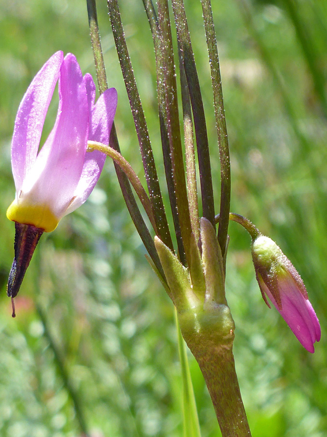 Bud and flower