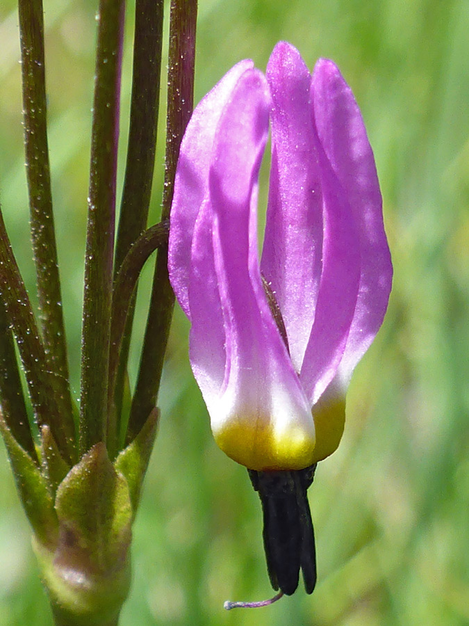 Purple and white flower