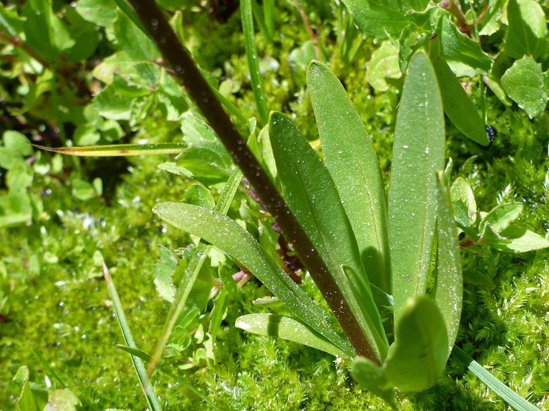 Basal leaves