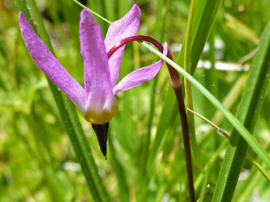 Single flower