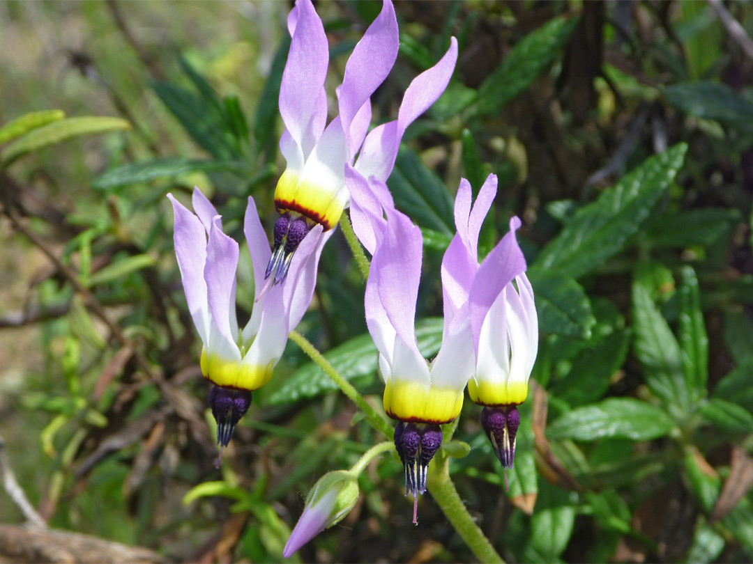 Padre's shooting star