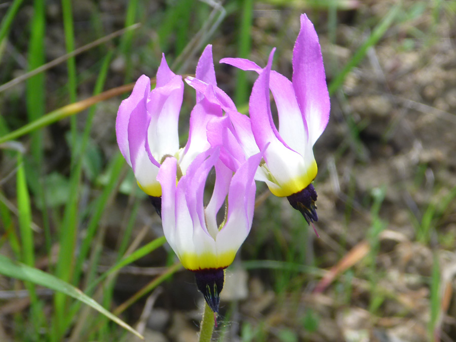 Three flowers