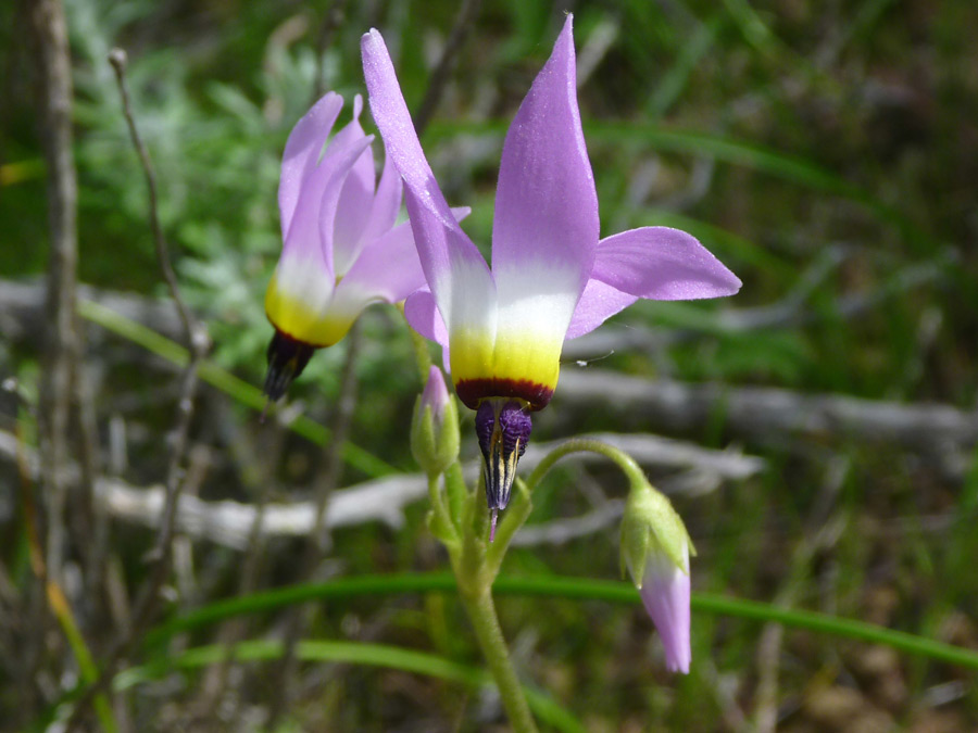 Flowers and buds