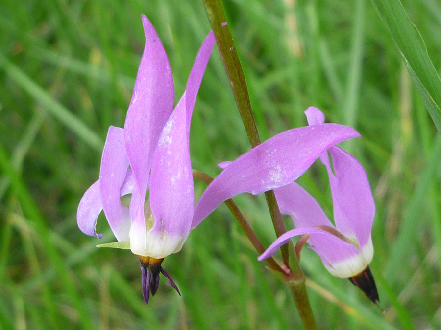 Pink petals