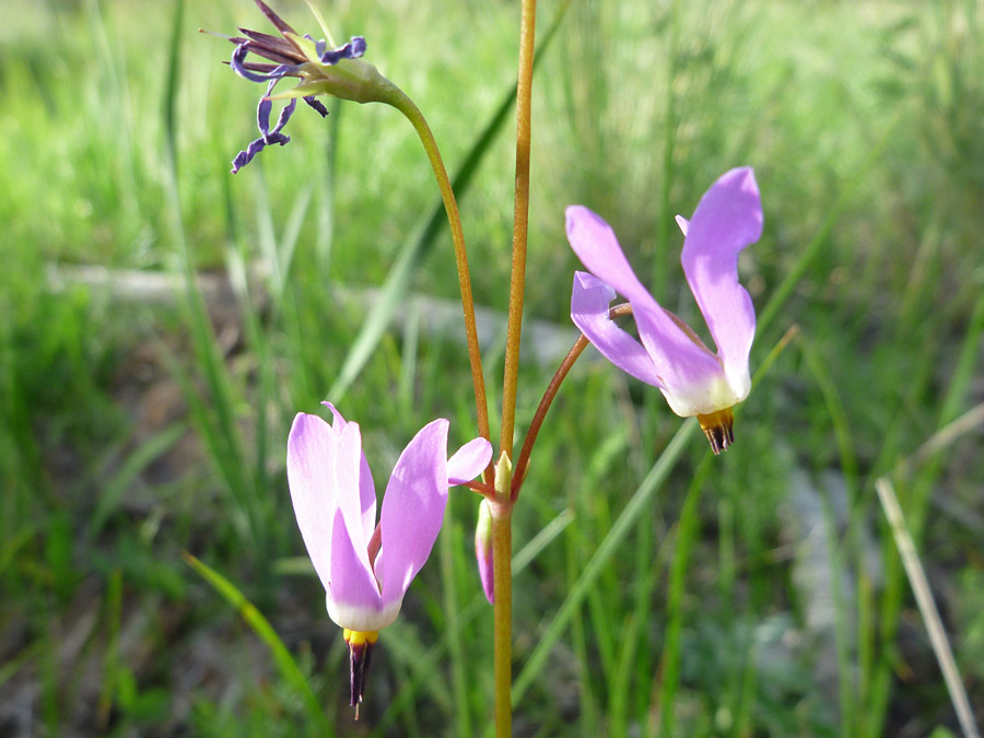 Pair of flowers