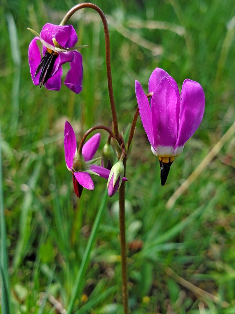 Pendent flowers and buds