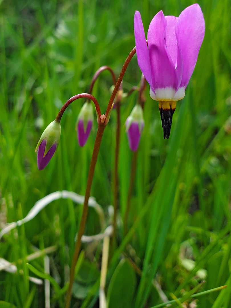 Flower stalk