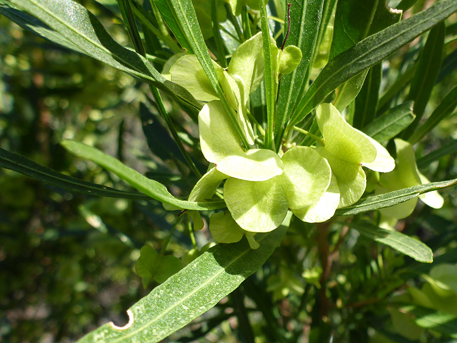 Greenish fruit