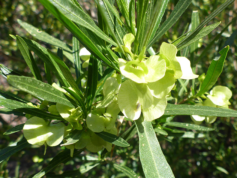 Fruits and leaves