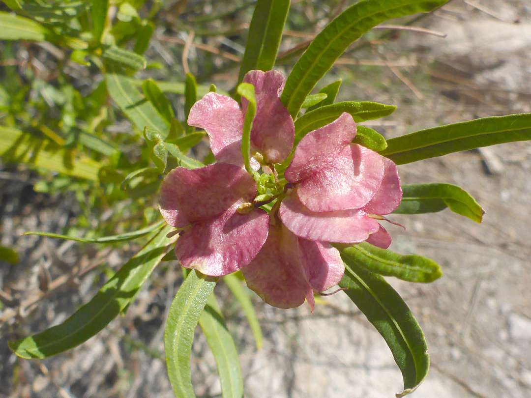 Reddish fruits