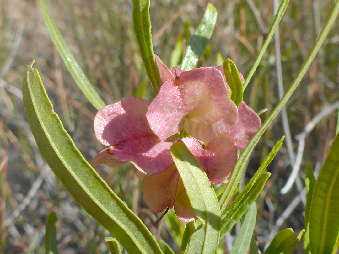 Pink fruits