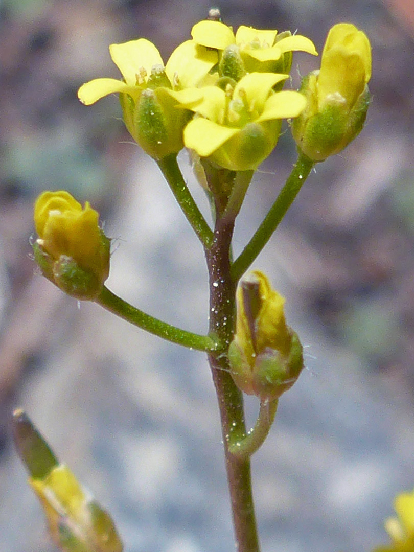 Sparsely hairy stem