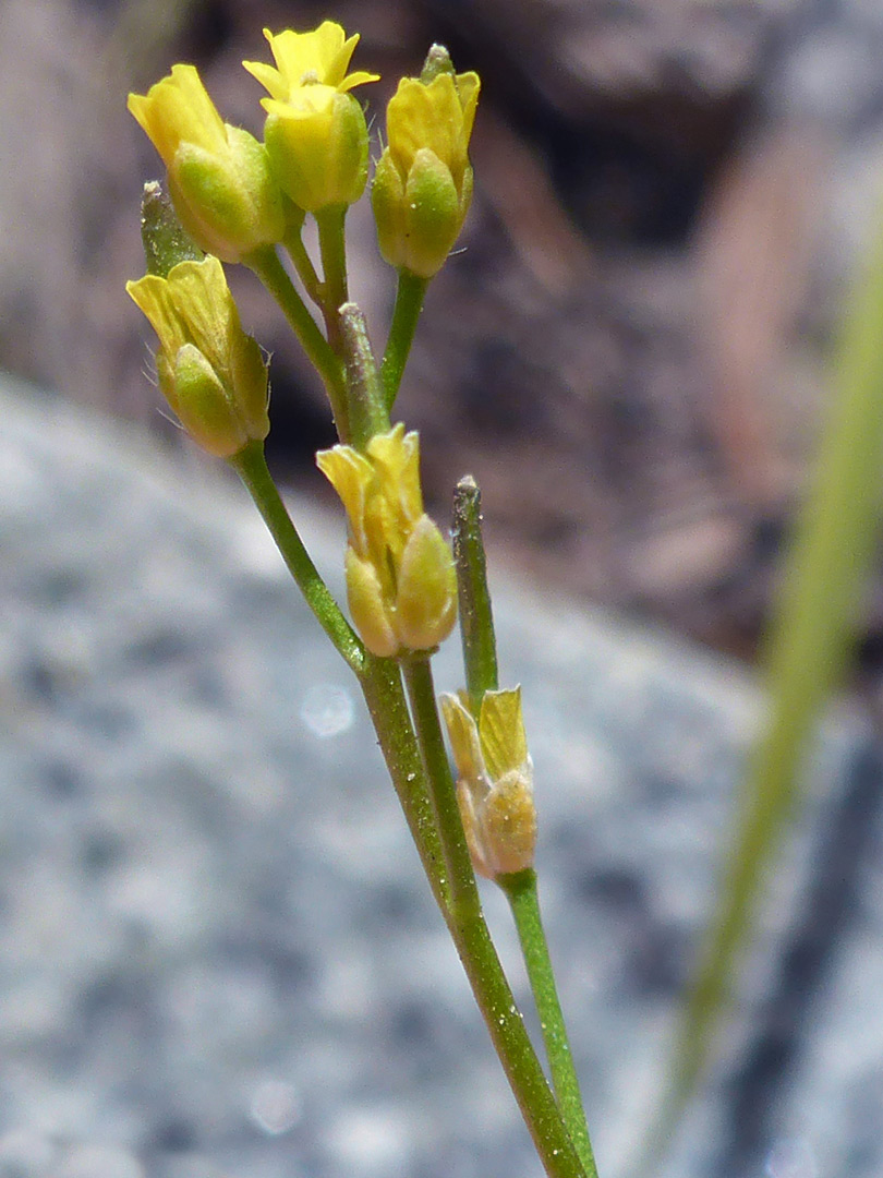 Small cluster of flowers