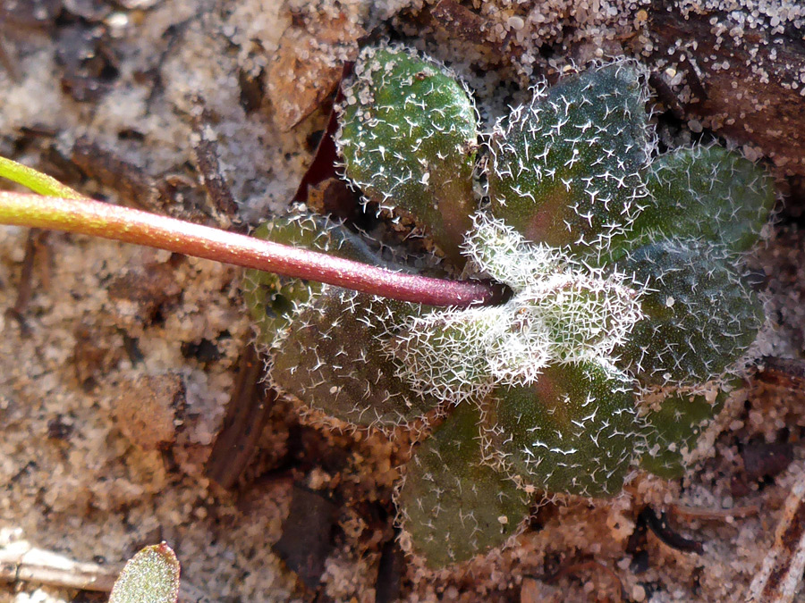 Hairy leaves