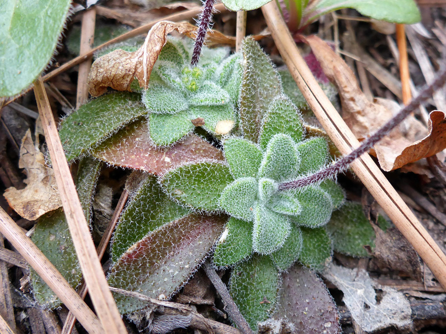 Leaf hairs